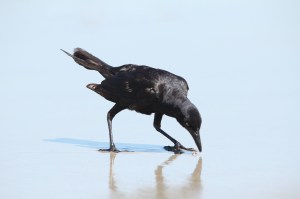 Very Blue Birdy - Boat Tailed Grackle on Virginia Beach 2013